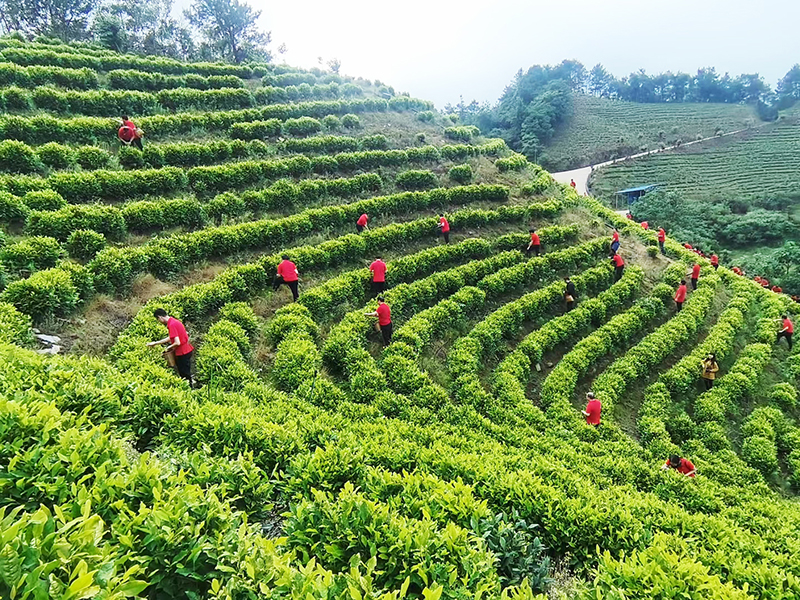 1685344661482310.jpg 采茶02.jpg